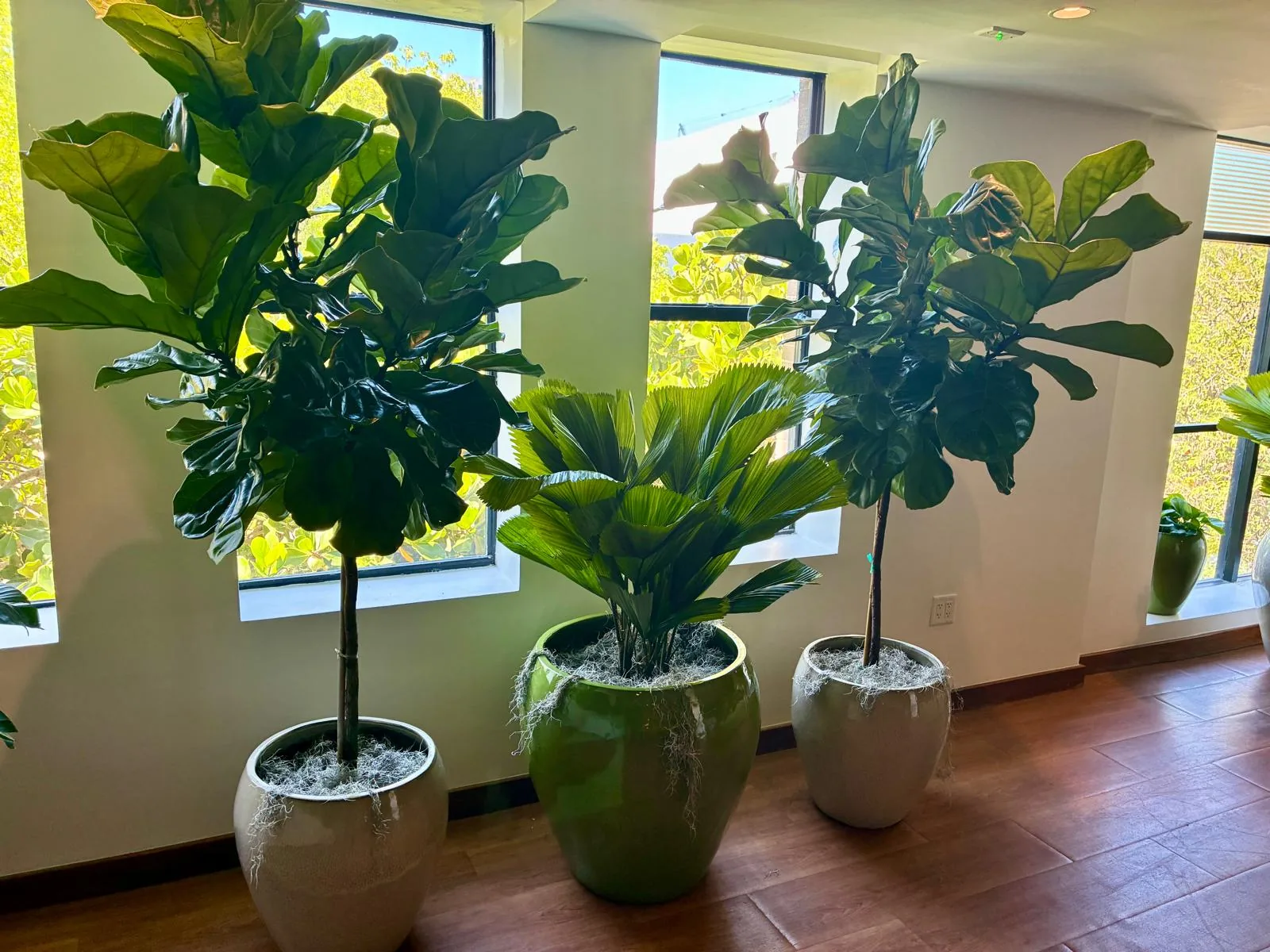 Three fiddle-leaf figs and a fan palm in glazed pots by tall windows