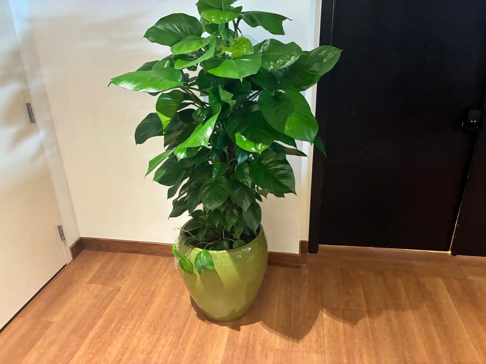 Tropical plant styling by A Green Scene at a South Florida event