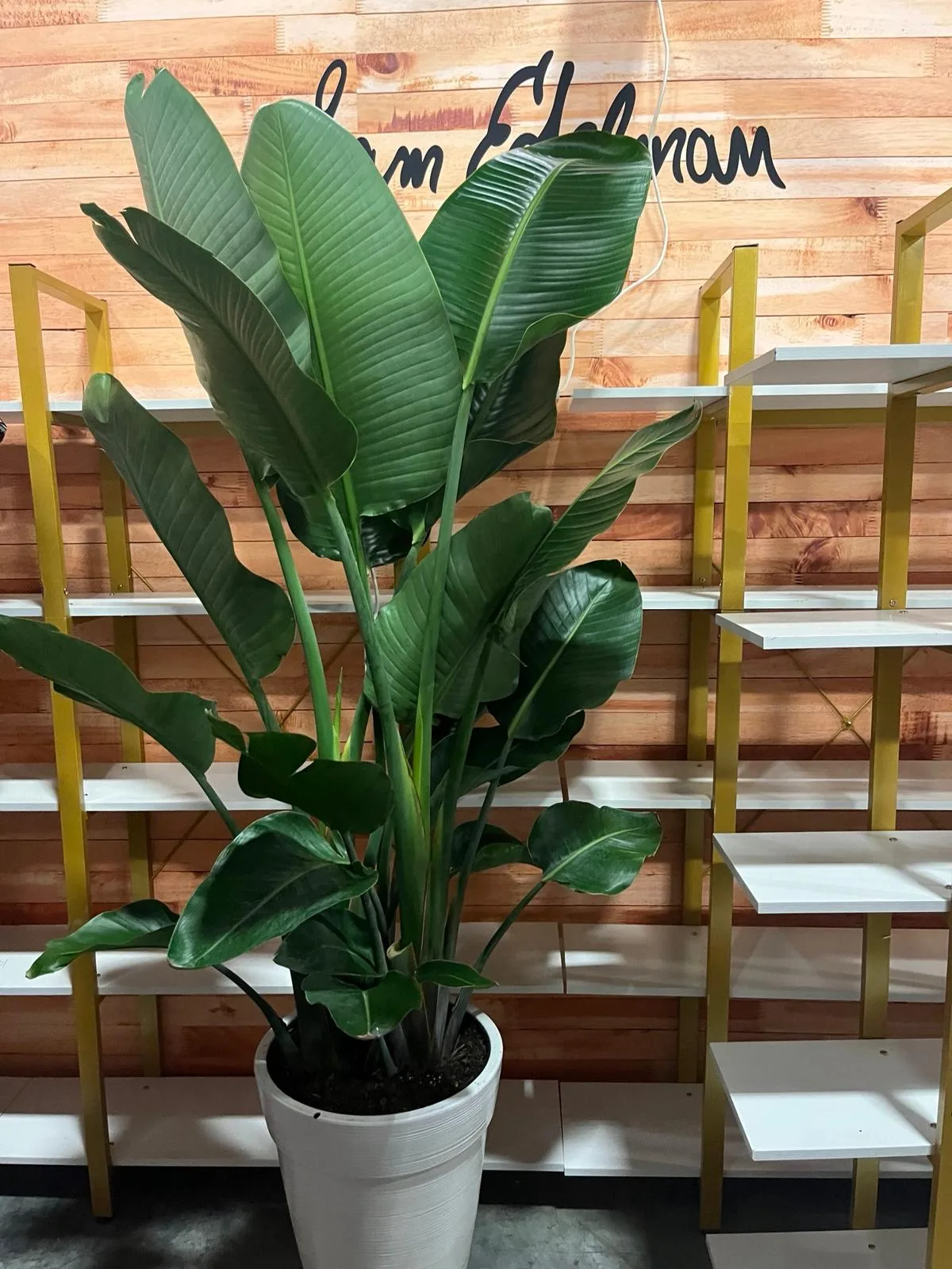 Bird of paradise in a white planter styling a retail showroom display