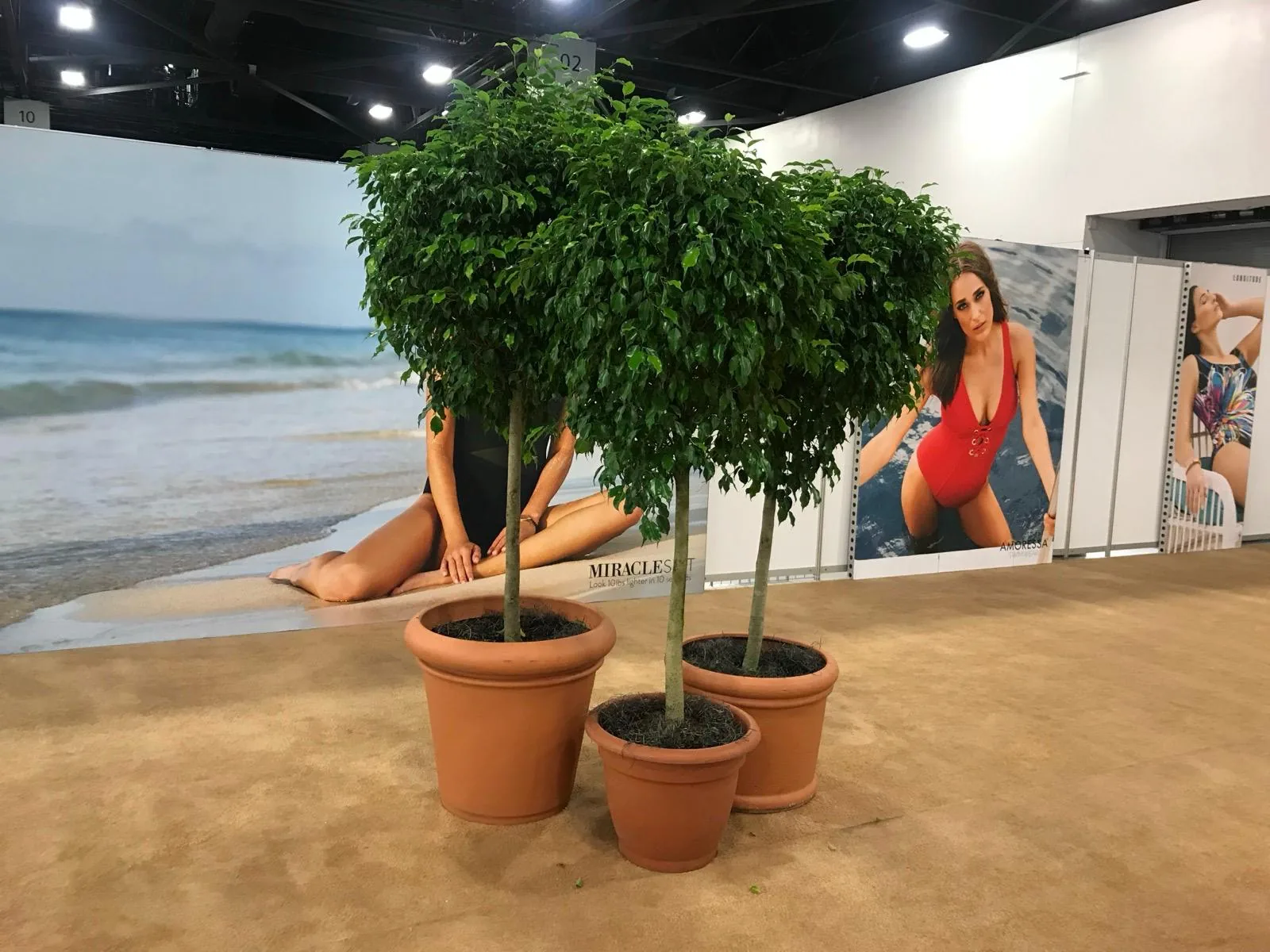 Ficus standard trees in terracotta pots staged at a trade show booth