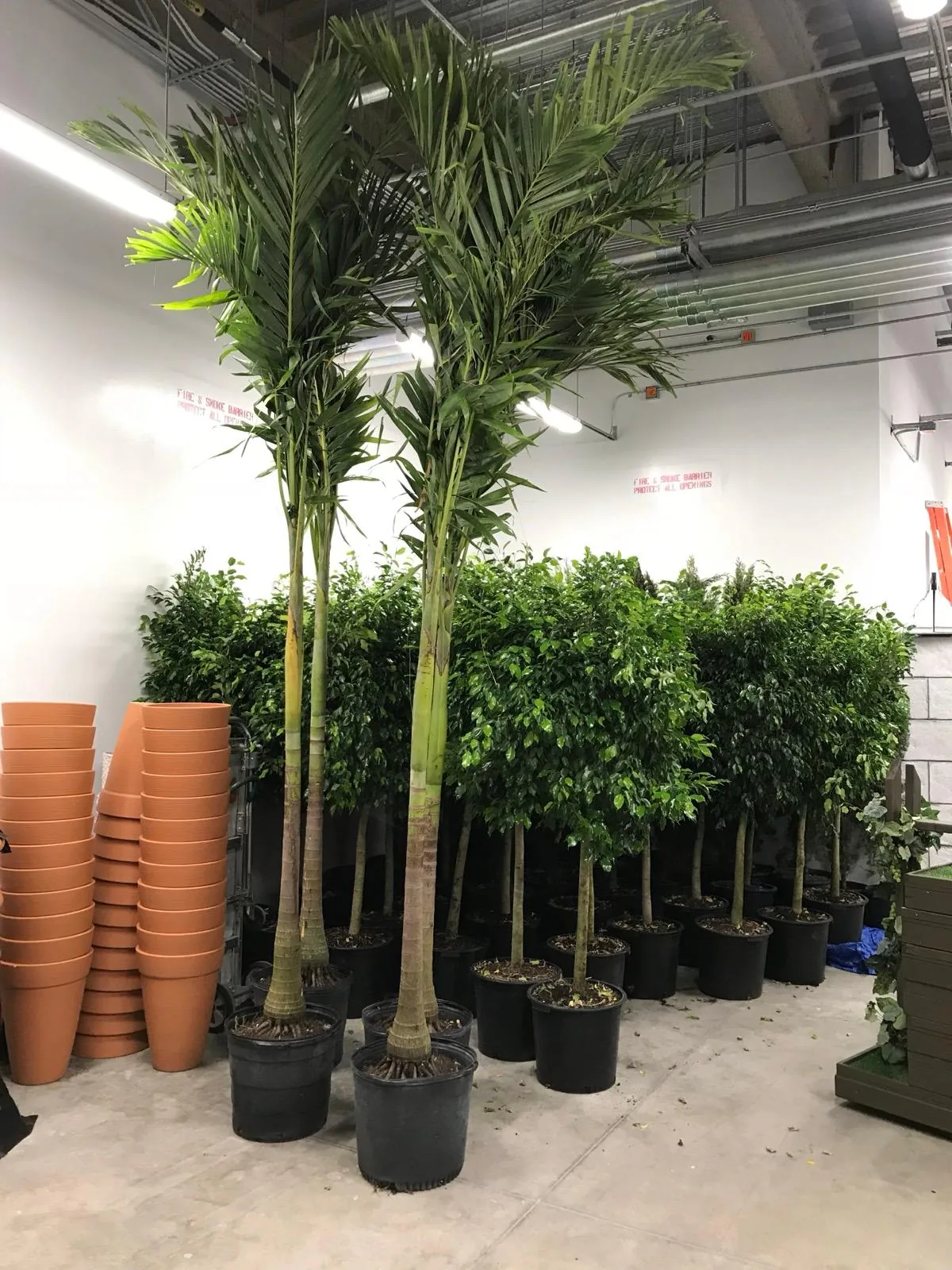 Areca palms and terracotta pots staged and ready for event delivery