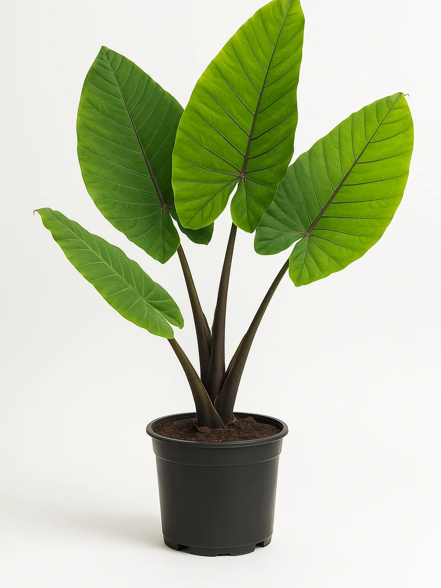 Alocasia (Elephant Ears) (Alocasia) for event rental in Miami