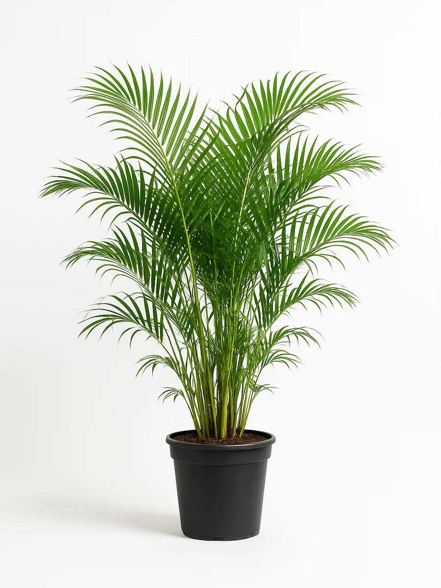 Areca Palm (Dypsis lutescens) for event rental in Miami