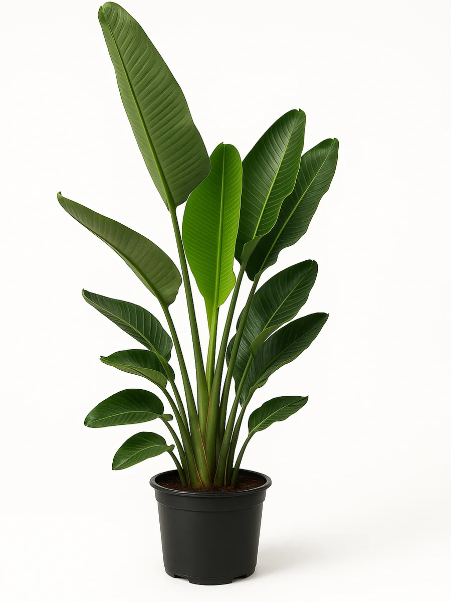 Bird of Paradise (Strelitzia nicolai) for event rental in Miami