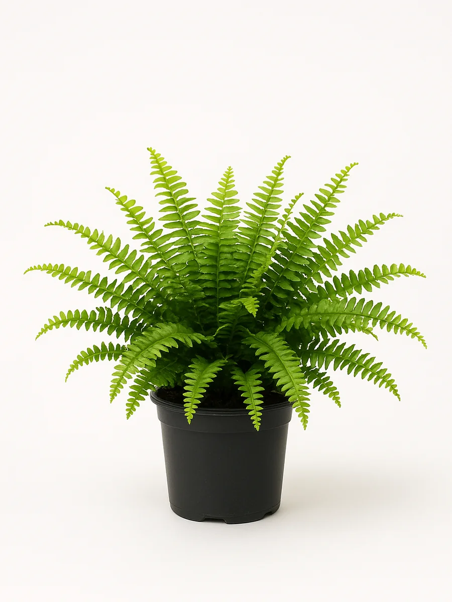 Boston Ferns (Nephrolepis exaltata) for event rental in Miami