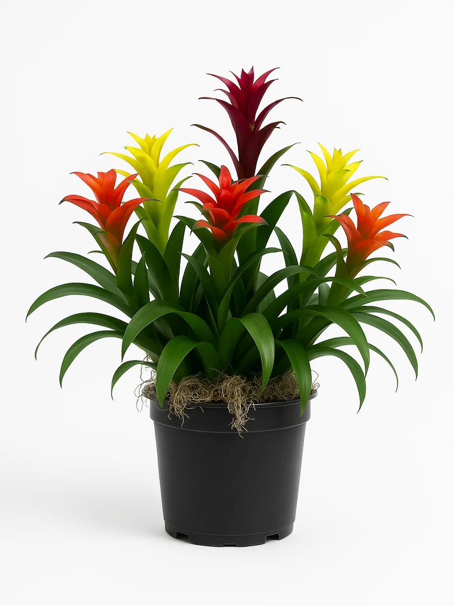 Bromeliads (Bromeliaceae) for event rental in Miami