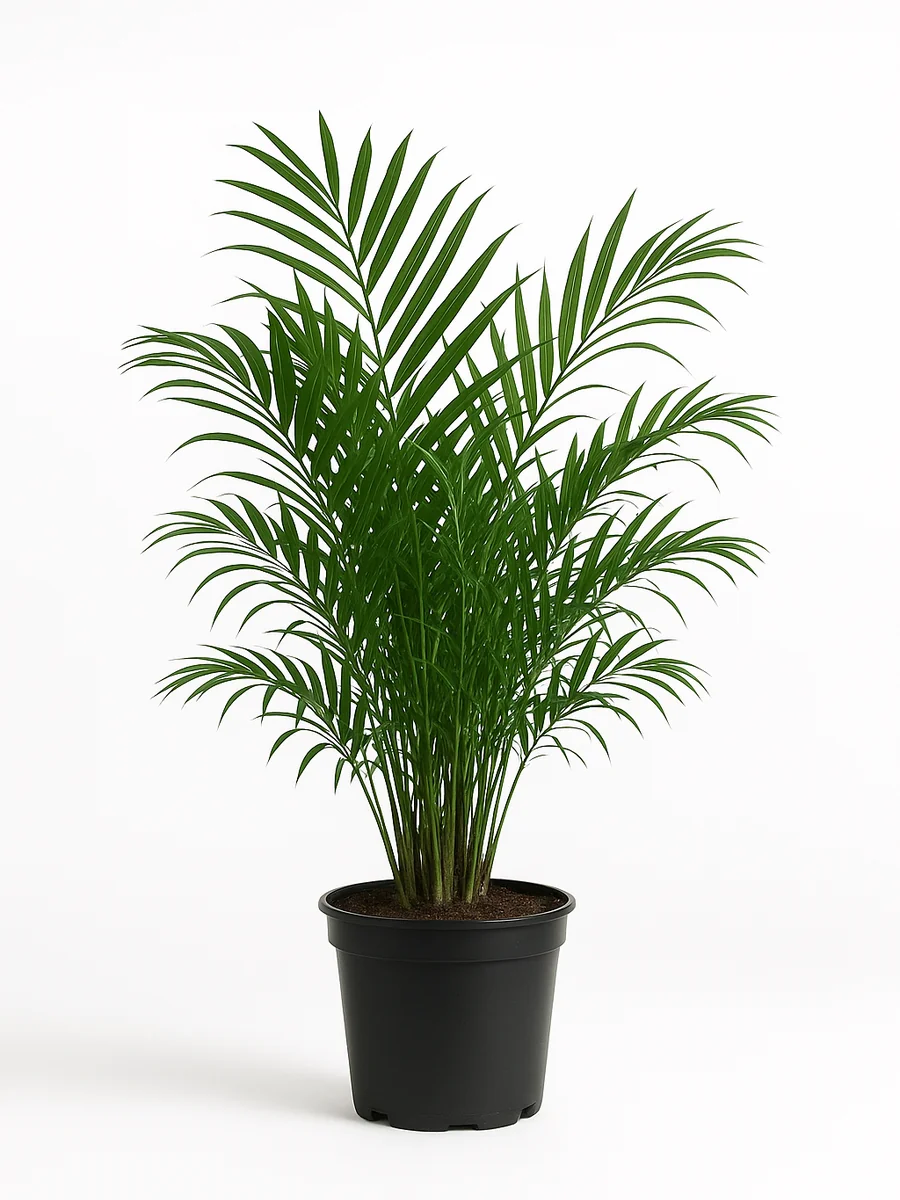 Cat Palm (Chamaedorea cataractarum) for event rental in Miami