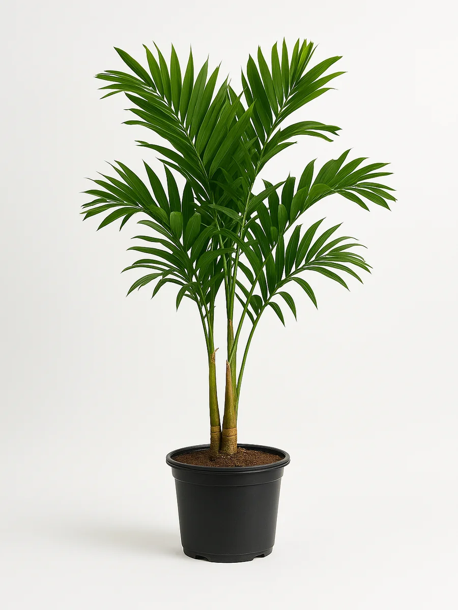 Christmas Palm (Adonidia) (Adonidia merrillii) for event rental in Miami