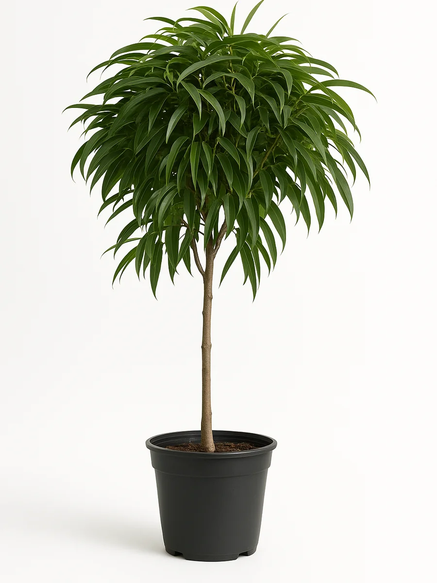 Ficus Alii (Ficus maclellandii) for event rental in Miami