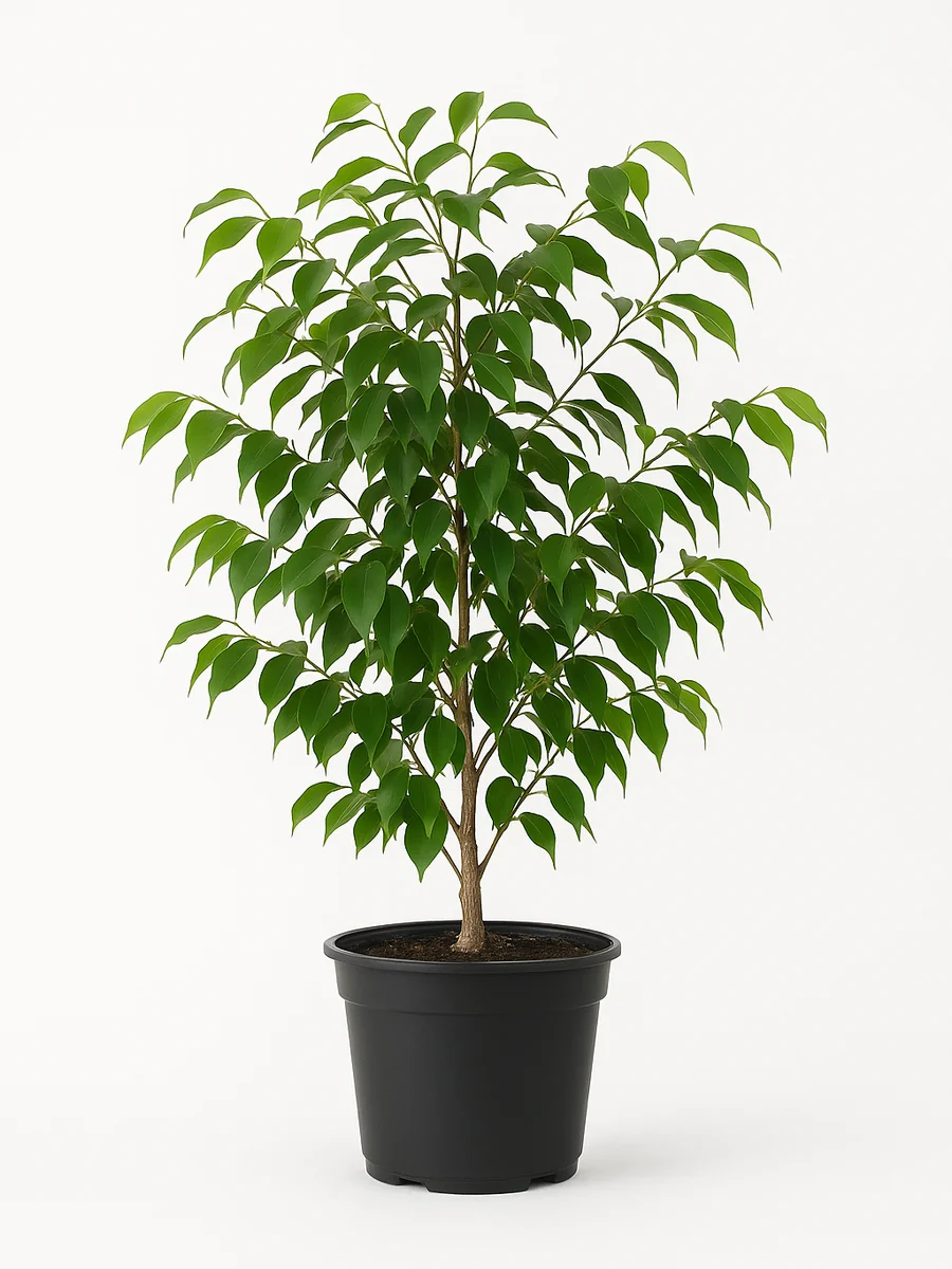 Ficus Benjamina (Ficus benjamina) for event rental in Miami