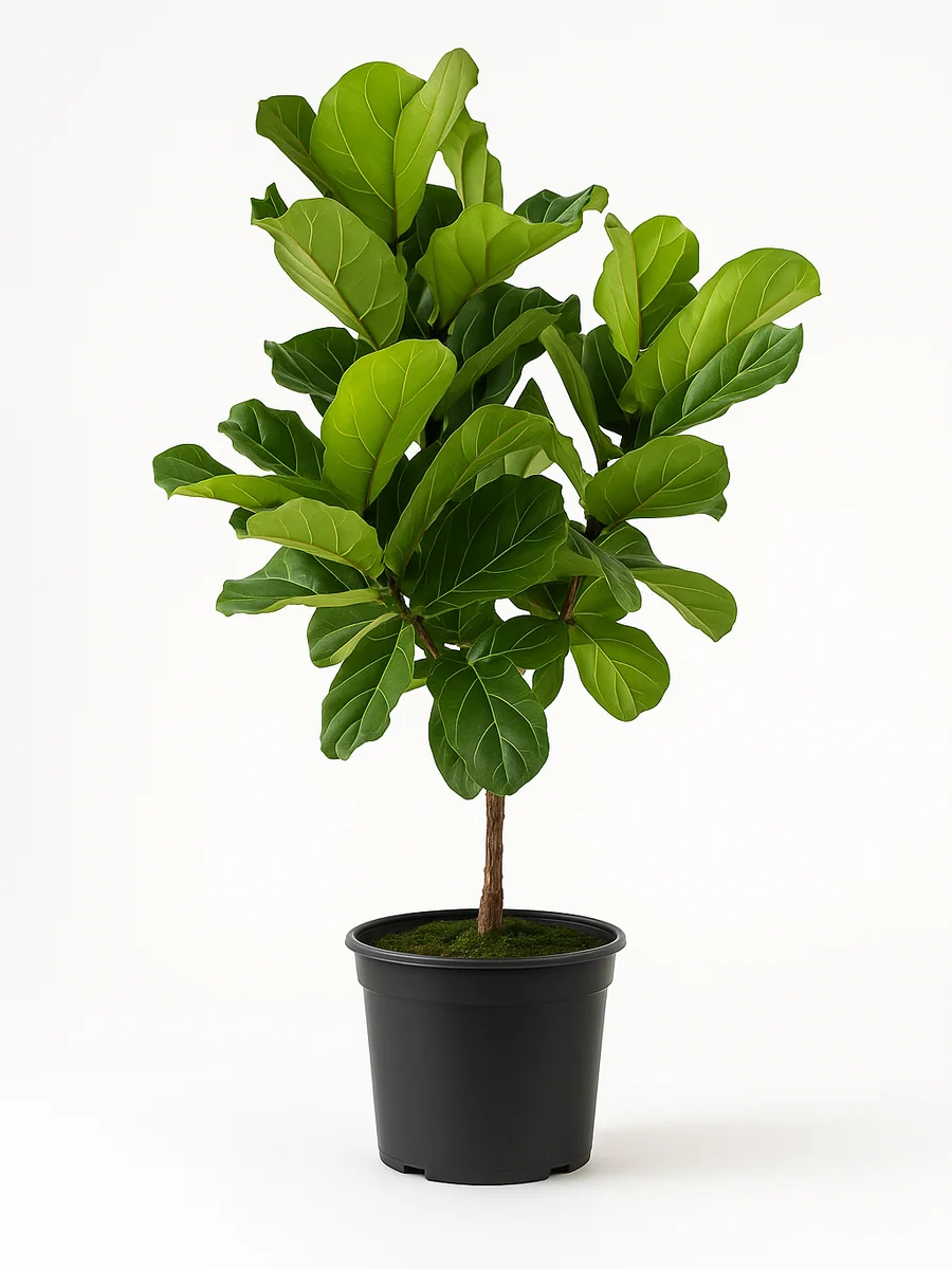 Fiddle-Leaf Fig (Ficus lyrata) for event rental in Miami