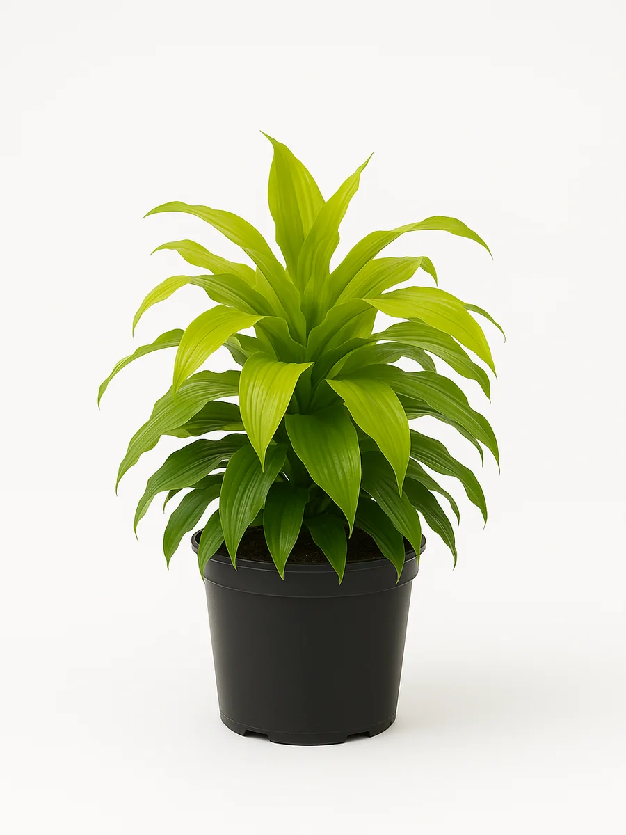 Janet Craig & Limelight (Dracaena fragrans) for event rental in Miami