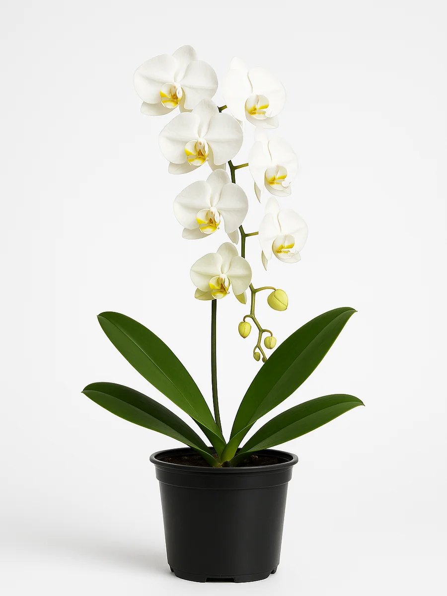 Orchid Arrangements (Phalaenopsis) for event rental in Miami