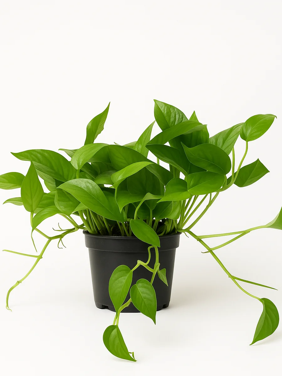 Pothos (Epipremnum aureum) for event rental in Miami