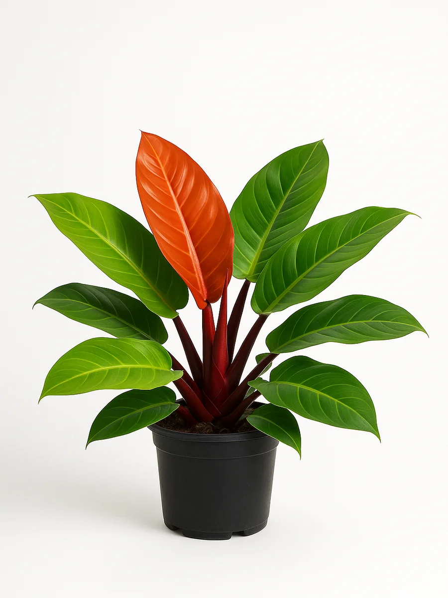 Red Congo (Philodendron 'Rojo Congo') for event rental in Miami