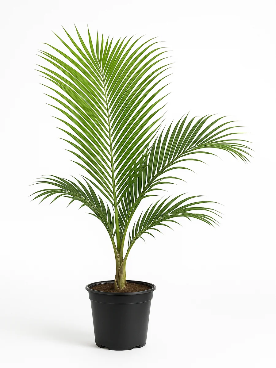 Spindle Palm (Hyophorbe verschaffeltii) for event rental in Miami